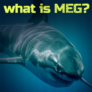 what is MEG？