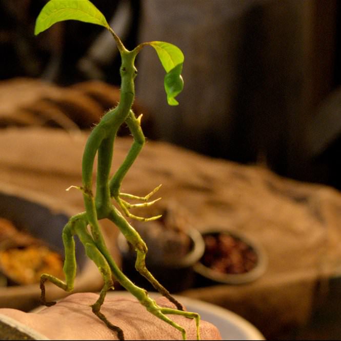 https://warnerbros.co.jp/franchise/wizardingworld/assets/img/special/creatures/bowtruckles/img_top.jpg